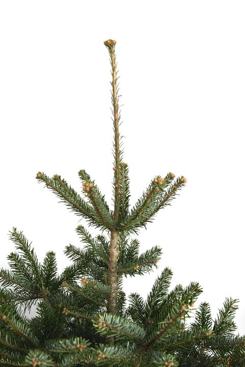 Produktbild Fresca-Plant Nordmanntanne (150 cm)