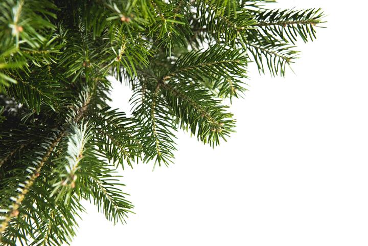 Produktbild Fresca-Plant Nordmanntanne (150 cm)