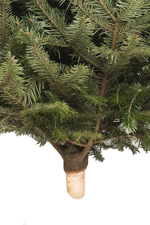 Produktbild Fresca-Plant Nordmanntanne (150 cm)