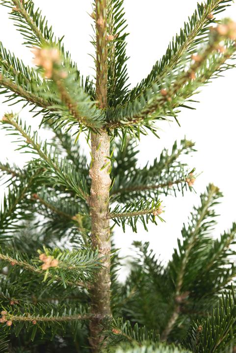 Produktbild Fresca-Plant Nordmanntanne (150 cm)