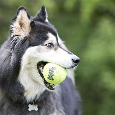 Immagine prodotto KONG Palline SqueakAir per cani (Palla giocattolo per cani)