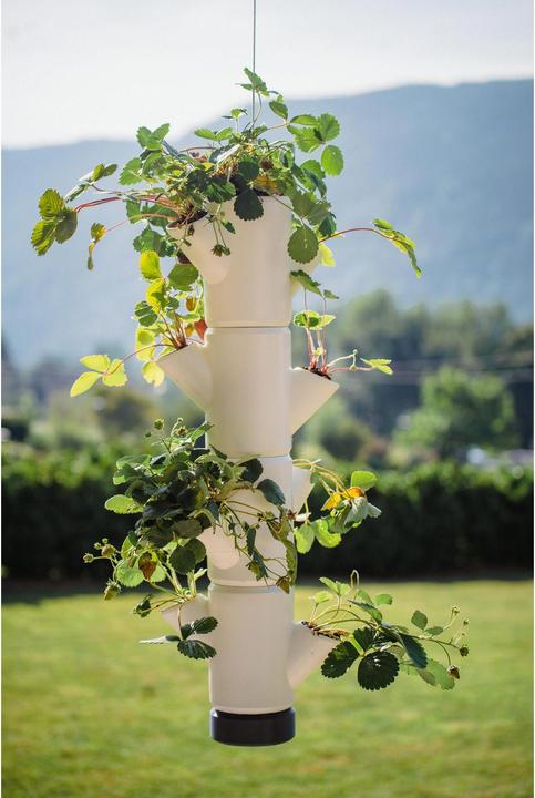 Immagine prodotto Gusta Garden Sissi Fragola (48 cm)