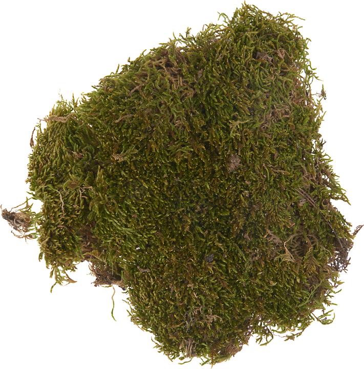Actual product image VBS Plate moss, 50 g