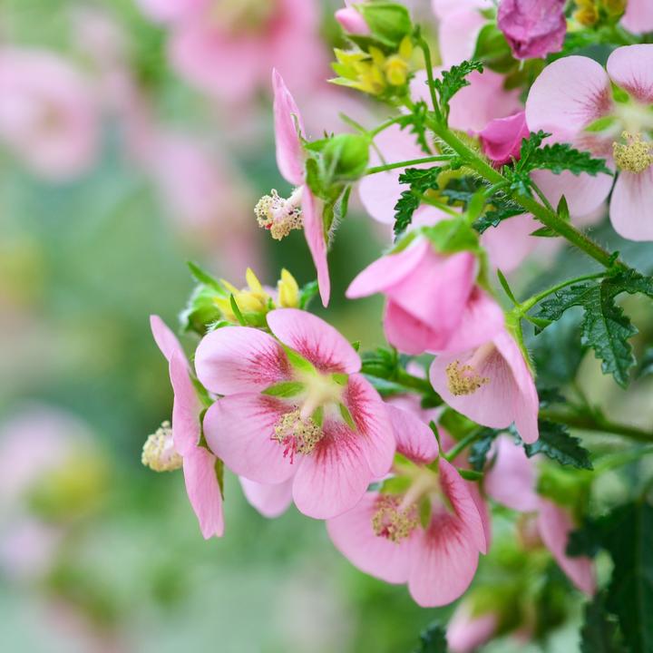 Actual product image Plant in a Box Anisodontea capensis 'El Rayo' - Set of 6 Cape Mallow (25 cm)