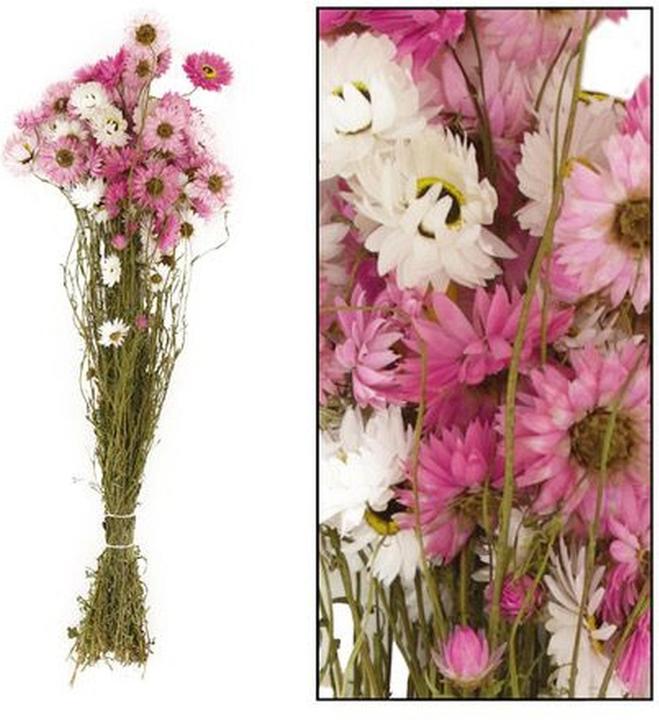 Image du produit Dijk Pailles de soleil - Acroclinium (Fleurs séchées)