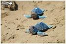 Image du produit Eugy Tortue