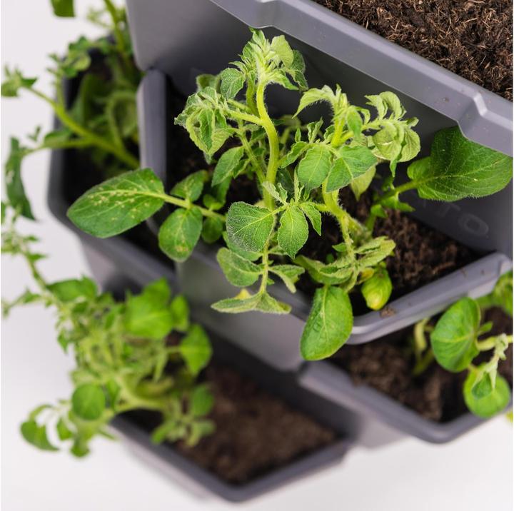 Produktbild Gusta Garden Paul Potato (38.80 cm)
