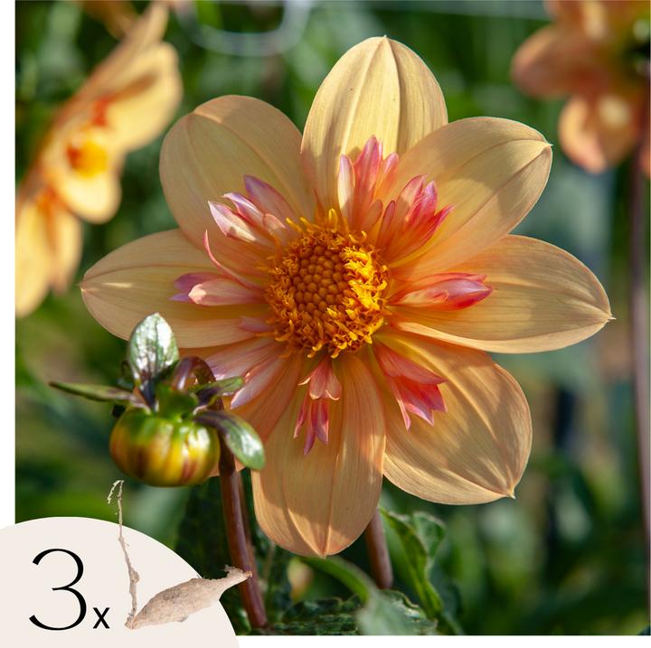 Produktbild Plant in a Box Dahlia Kelsey Annie Joy - 3er Set Dahlien (10 cm)