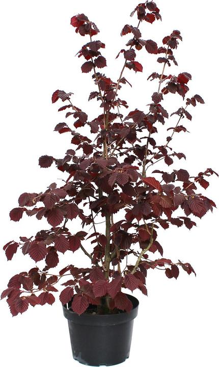 Produktbild Zulauf Blut-Hasel / Corylus maxima 'Purpurea' (100 cm)
