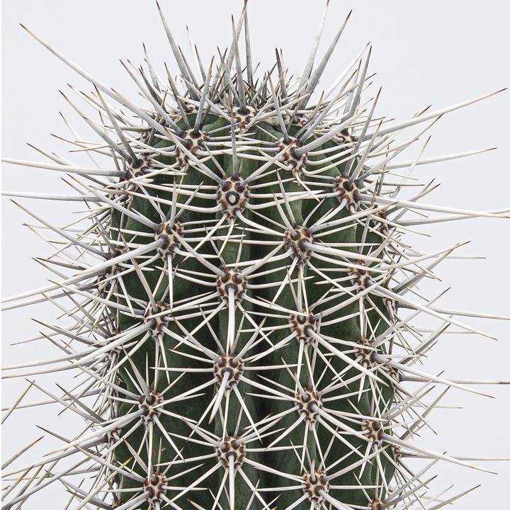 Actual product image Kakteen Gautschi Pachycereus pringlei Group (30 cm)