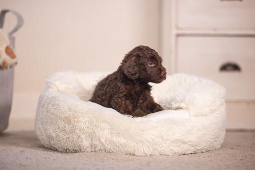 Immagine prodotto Beeztees Letto per cuccioli Kiki (Cane)