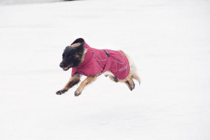 Produktbild Rukka Stormy (45, Hundemantel)