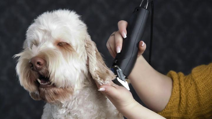 Produktbild Moser Max 50 (Hund, Katze)
