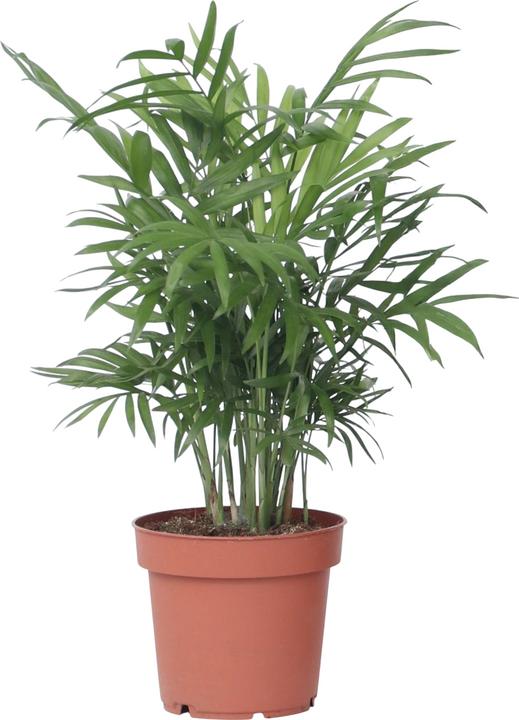 Image du produit Plant in a Box Chamaedorea elegans - Palmier de montagne (30 cm)