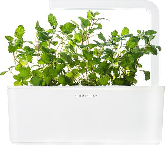 Actual product image Click and Grow Catnip (Herb seeds)