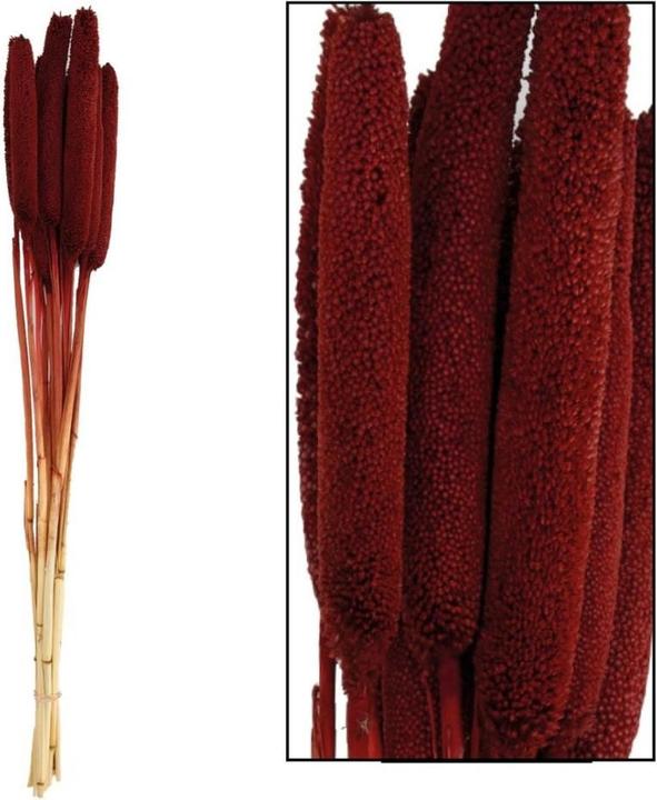 Actual product image Dijk Babala (Dried flowers)