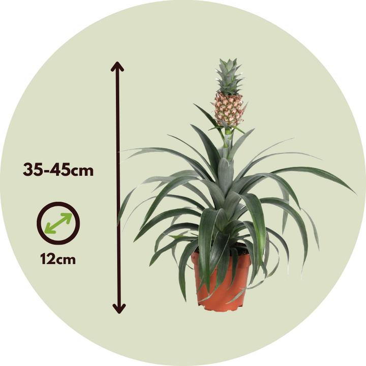 Actual product image Plant in a Box Pineapple comosus 'Mi Amigo' (45 cm)