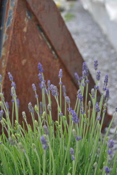 Produktbild Säntispracht Der mediterrane duft Lavendel - Lavendula (40 cm)