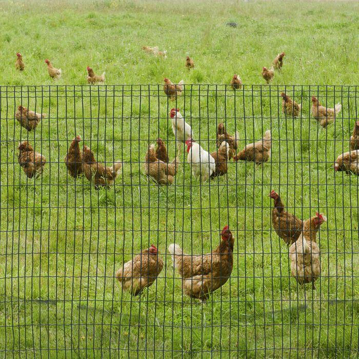 Immagine prodotto Swisshandel24 Recinto per cani in rete metallica Recinto per pollame Rete per pollame Recinto per polli Recinto