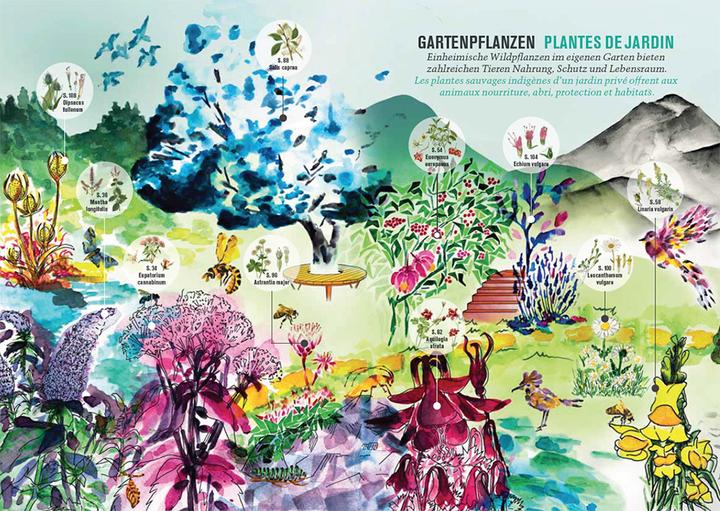 Produktbild Botanica 2024 (Französisch, Deutsch, Beat Fischer, Nicolas Küffer, Botanica/Hortus Botanicus Helveticus, 2024)