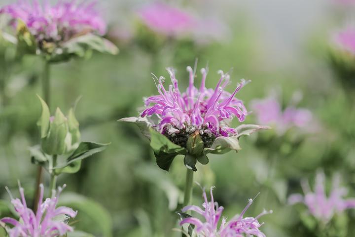 Actual product image Zollinger Bio Wild bergamot (Flower seeds)