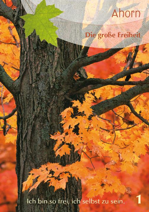 Produktbild Berk Baumgefährten - Orakelkarten