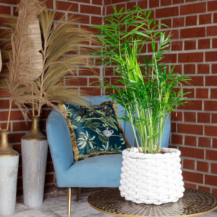 Produktbild Flowerbox Bergpalme - Chamaedorea elegans (35 cm)