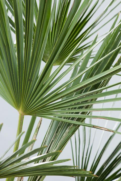 Actual product image Plant in a Box Trachycarpus Fortunei - (35 cm)