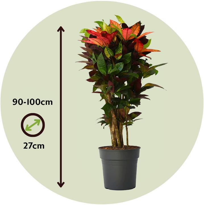 Image du produit Plant in a Box Codiaeum variegatum 'Mrs. Iceton' - Croton (120 cm)