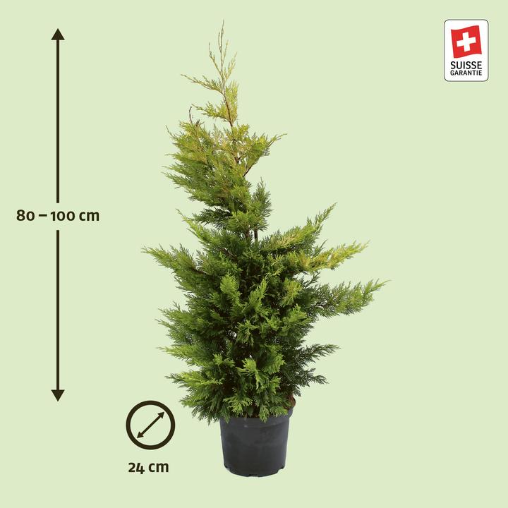 Produktbild Zulauf Leylands Zypresse / Cupressocyp. leylandii 'Gold Rider' (100 cm)