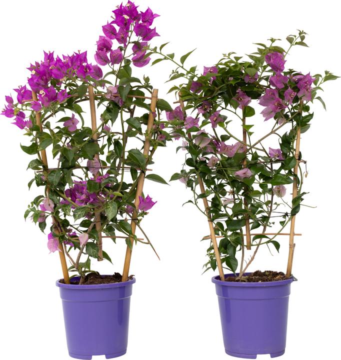 Actual product image Plant in a Box Bougainvillea 'Alexandra' - (50 cm)
