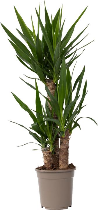 Image du produit Plant in a Box Yucca Elephantipes - Palmlelie (70 cm)