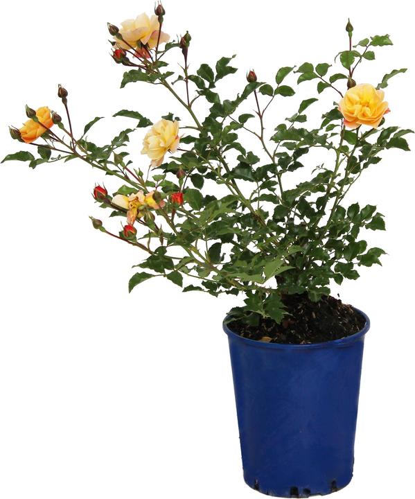 Produktbild Zulauf Bodendeckerrose / Rosa (BD) 'Sedana'® (30 cm)