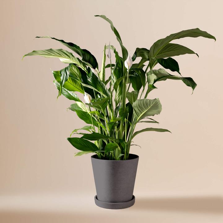 Image du produit Mary and Plants Peace Lily HAY Noir (85 cm)