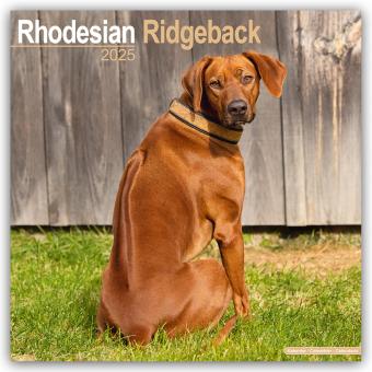 Immagine prodotto Calendario 16 mesi Rhodesian Ridgeback - Cane Leone Africano 2024 (Inglese, Avonside Publishing Ltd, 2024)