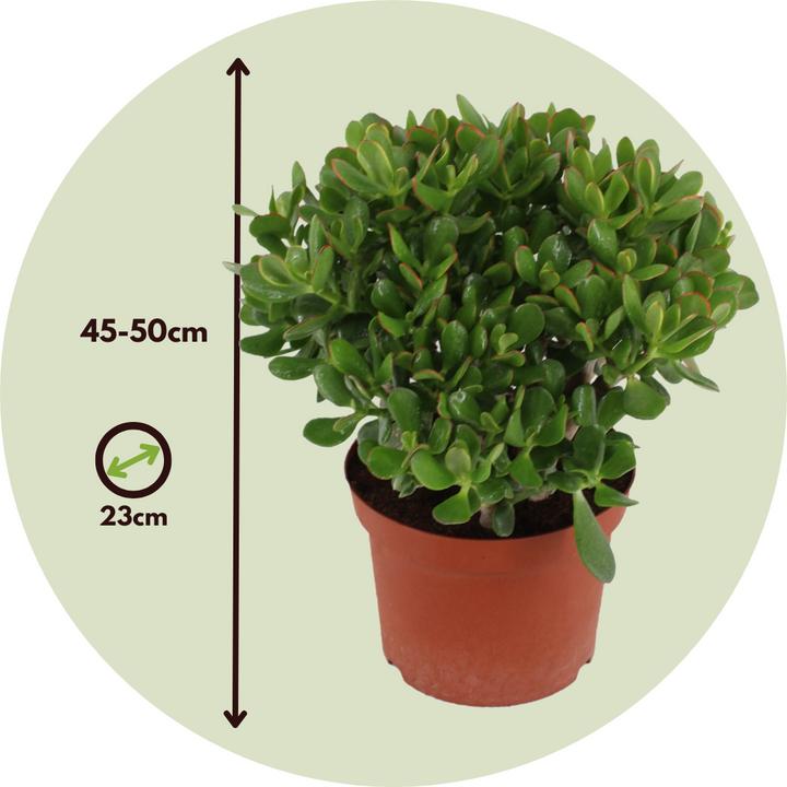 Immagine prodotto Plant in a Box Crassula ovata Minor - Pianta di giada (45 cm)