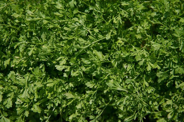 Image du produit Zollinger Bio Cresson de jardin, turc