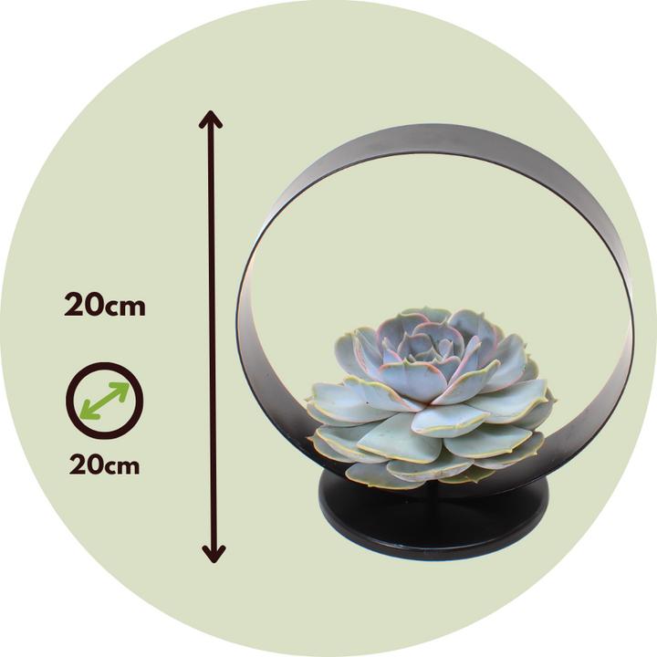 Actual product image Plant in a Box Echeveria Lilacina - Metal Ring (20 cm)