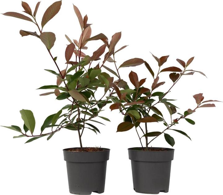 Actual product image Plant in a Box Photinia fraseri Red Robin - set of 2 loquat plants (30 cm)