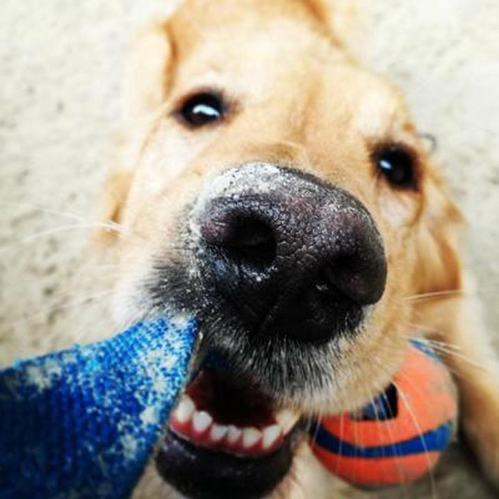 Produktbild Chuckit! Ball auf einem Seil szarpak 5 cm für einen Hund (Kauspielzeug Hund)
