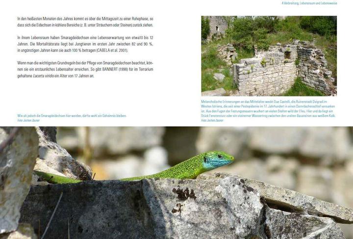 Produktbild Smaragdeidechsen Lacerta bilineata und Lacerta viridis (Deutsch, Martin Dieckmann, 2017)