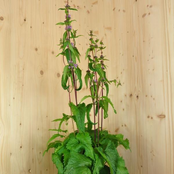Image du produit Säntispracht Le brin d'herbe à bulbe haut - Phlomis tuberosa 'Amazone (80 cm)