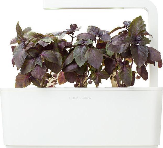 Actual product image Click and Grow Red basil (Herb seeds)