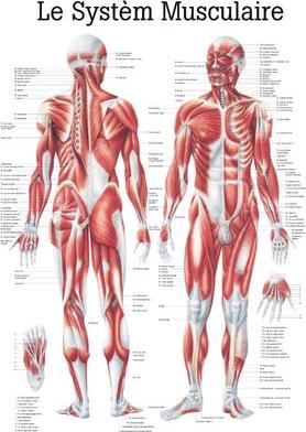Image du produit Ruediger RÜDIGER Planche pédagogique laminée Système musculaire 70 x 100 fr (70 x 100 cm)