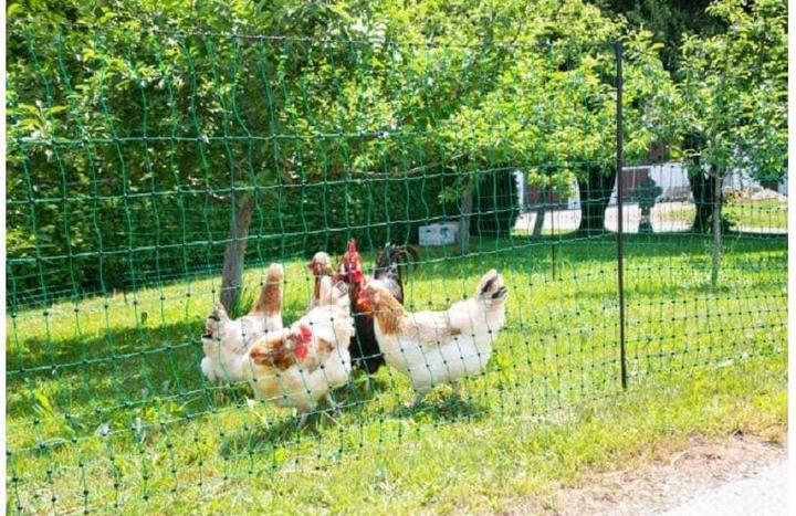 Immagine prodotto Kerbl Geflügelnetz