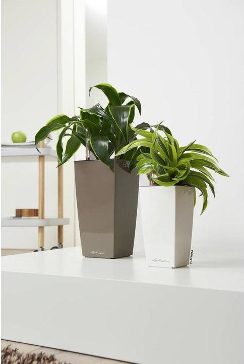 Actual product image Lechuza Mini Cubi (9.50 cm)