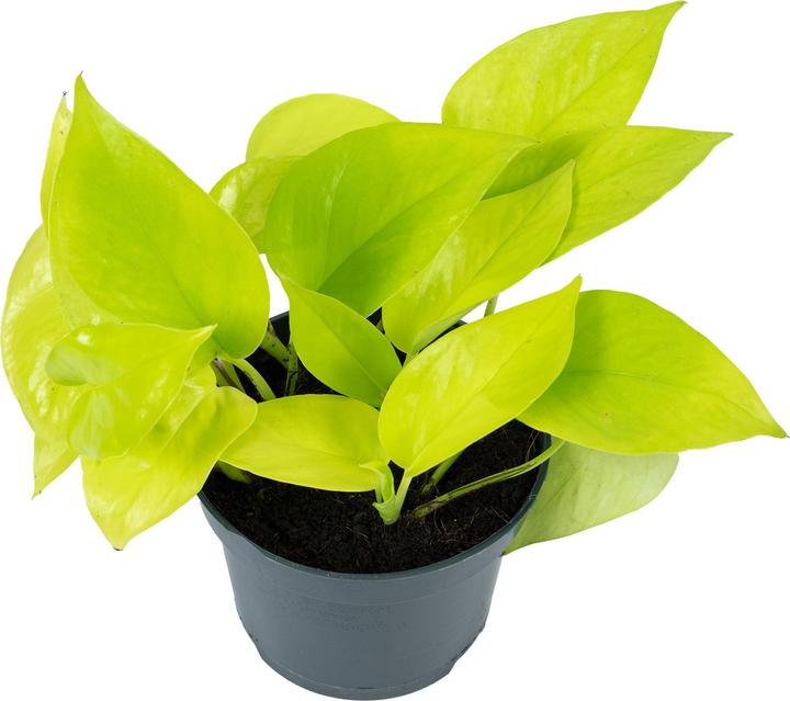 Image du produit Flowerbox Lierre - Epipremnum pinnatum 'Golden Pothos (15 cm)
