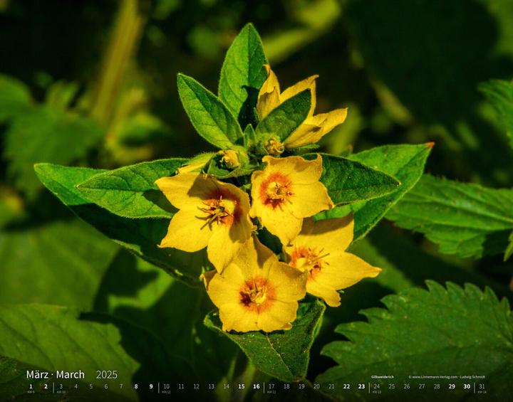 Immagine prodotto Calendario di grande formato Wildflowers 2025 58 (Copertina rigida, Tedesco)