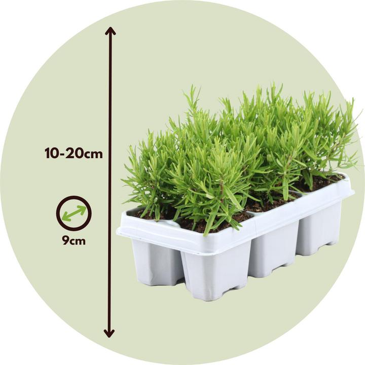 Actual product image Plant in a Box Rosmarinus Officinalis - Set of 12 Rosemary (10 cm)