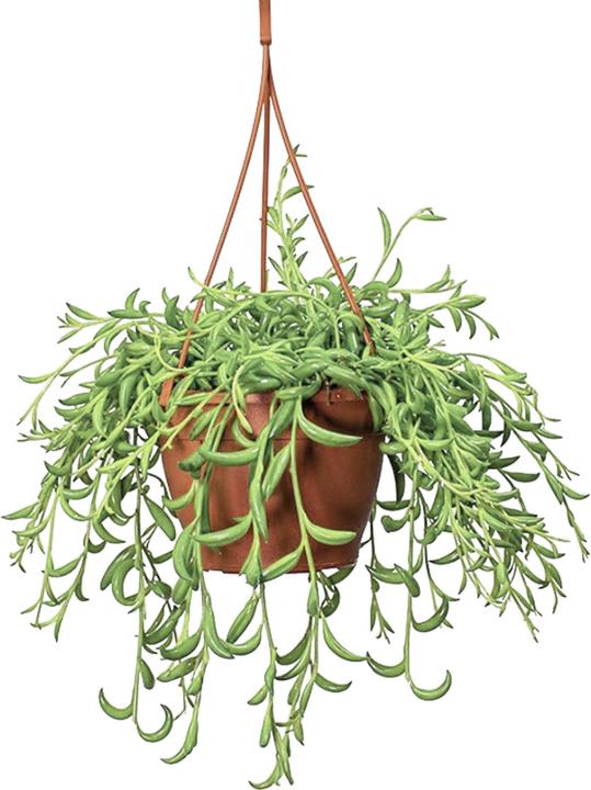 Produktbild Plant in a Box Senecio radicans - Bananasenecio (10 cm)
